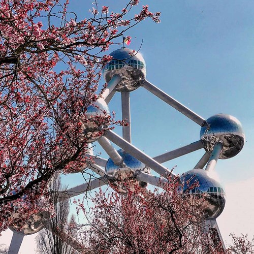 Brussels blossom